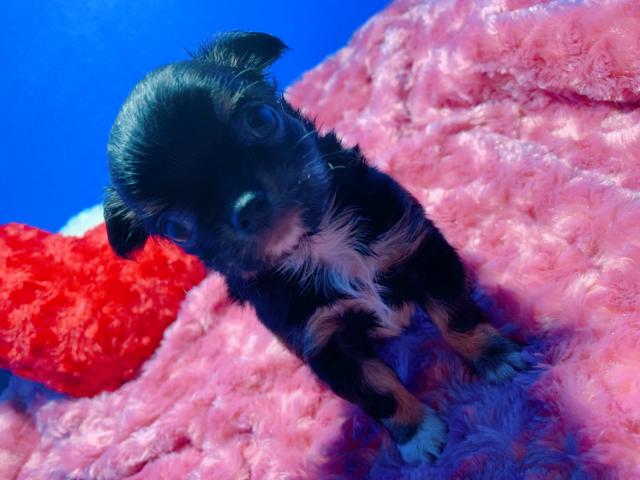 チワワ（ロングコート）