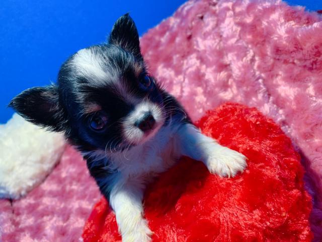 チワワ（ロングコート）