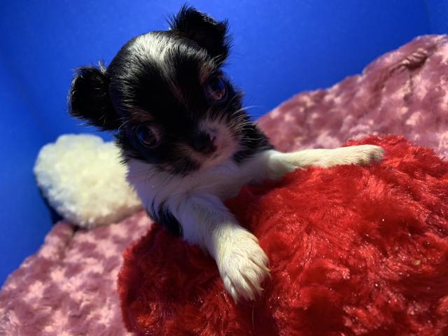 チワワ(ロングコート)