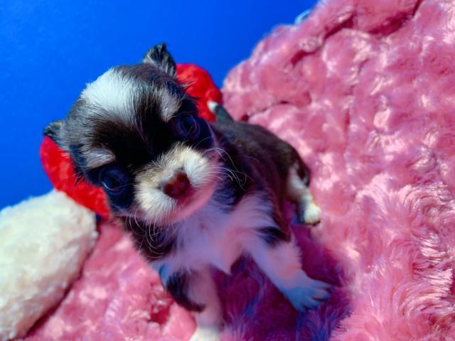 チワワ(ロングコート)