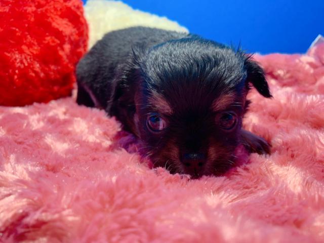 チワワ（ロングコート）