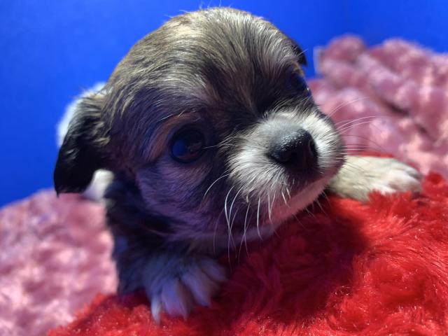 チワワ（ロングコート）