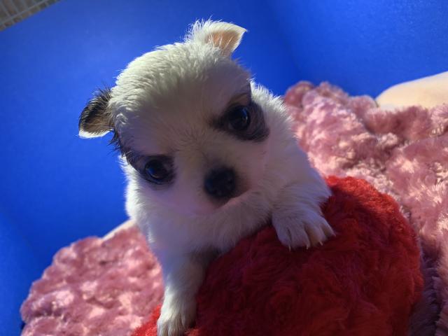 チワワ（ロングコート）