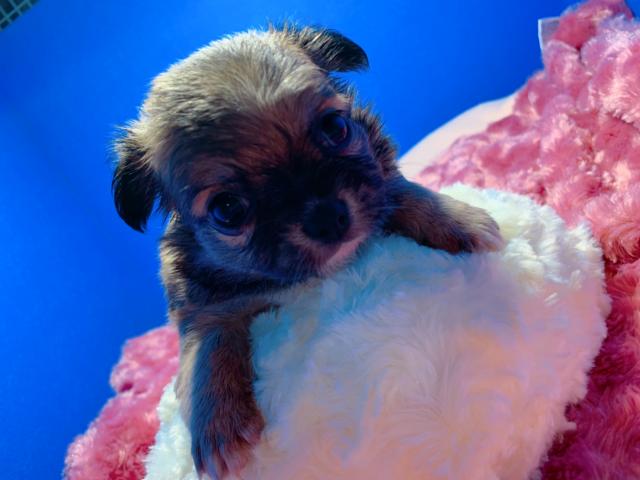 チワワ(ロングコート)