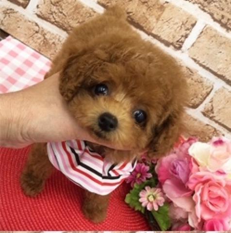 トイプードルティーカッププードル