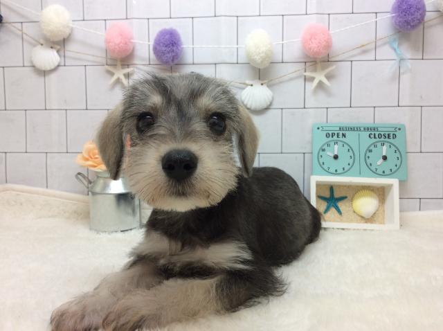 ミニチュアシュナウザー