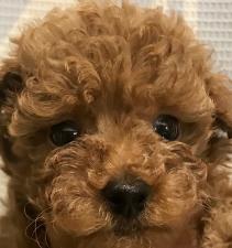 トイプードル【プードルフェア開催中】💕歯の噛み合わせアンダーショットになってしまいましたので緊急値下げしました💕ズバリ19万円‼️超人気のタイニープーちゃん💕