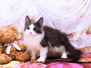 ノルウェージャンフォレストキャット