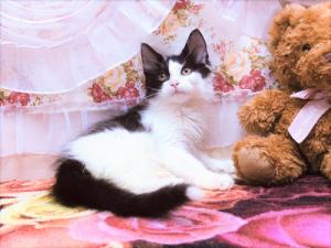 ノルウェージャンフォレストキャット