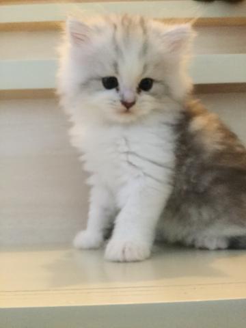 ペルシャ・ヒマラヤンチンチラ