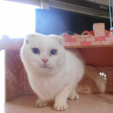 スコティッシュフォールド