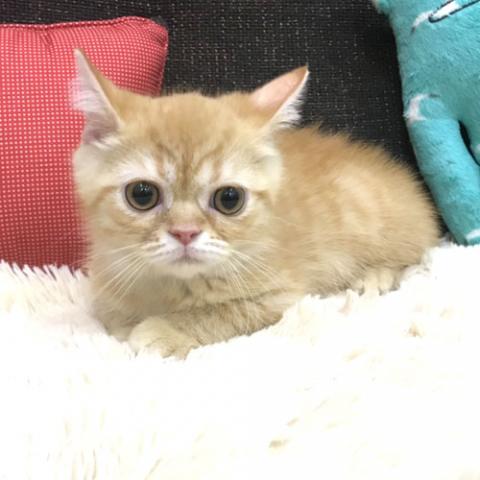 エキゾチックショートヘアー