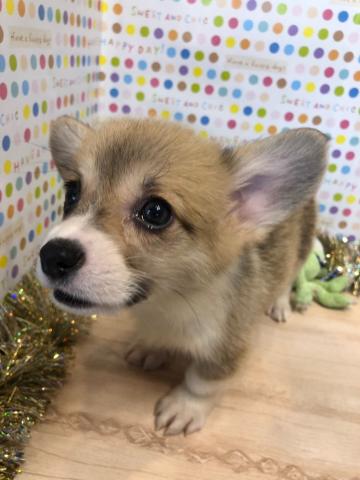 ウェルシュコーギーペンブローク