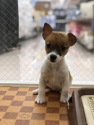 ジャックラッセルテリア