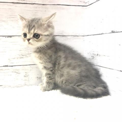 エキゾチックショートヘアー