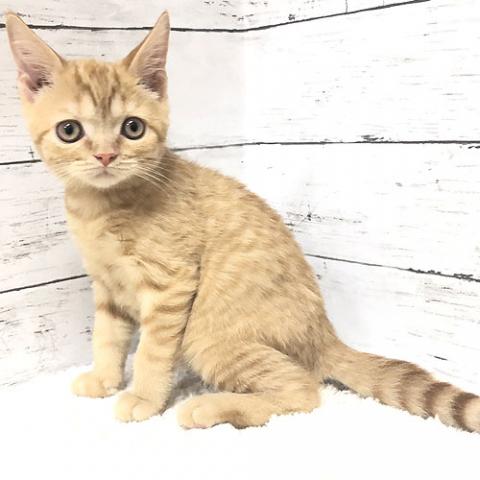 スコティッシュフォールド