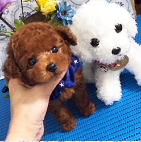 トイプードルティーカッププードル