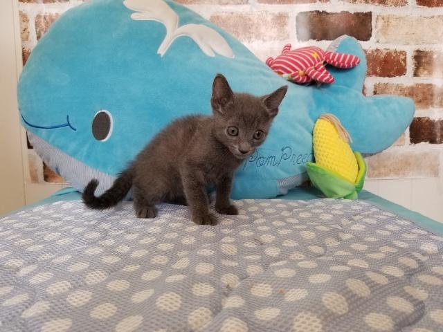 ロシアンブルー