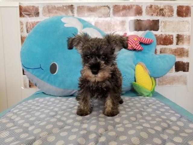 ミニチュアシュナウザー