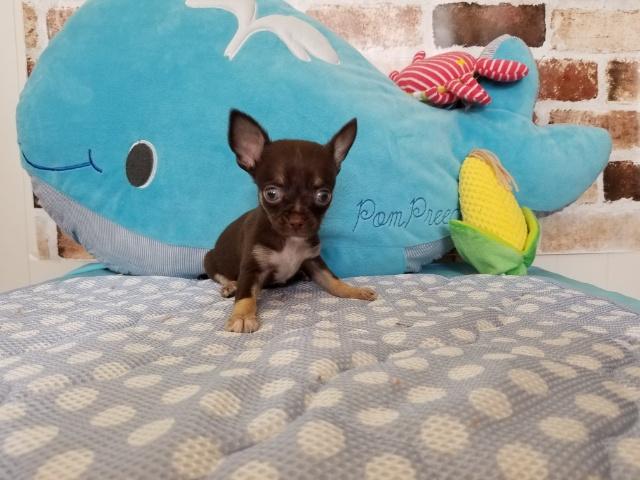 チワワ（スムースコート）