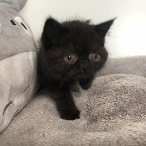 エキゾチックショートヘアー