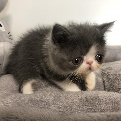 エキゾチックショートヘアー