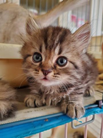 ミヌエット（旧ナポレオン）