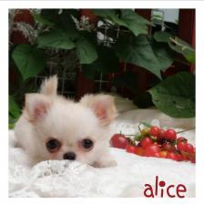 alice-アリスのチワワ