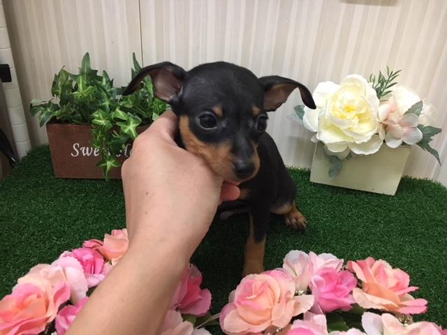 ミニチュアピンシャー