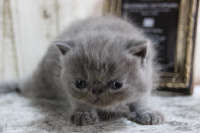 エキゾチックショートヘアー