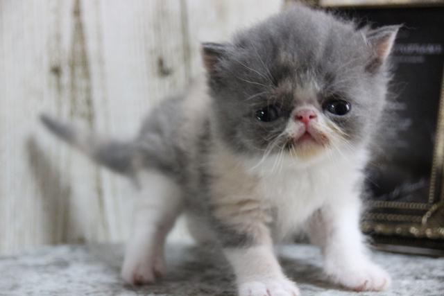 エキゾチックショートヘアー