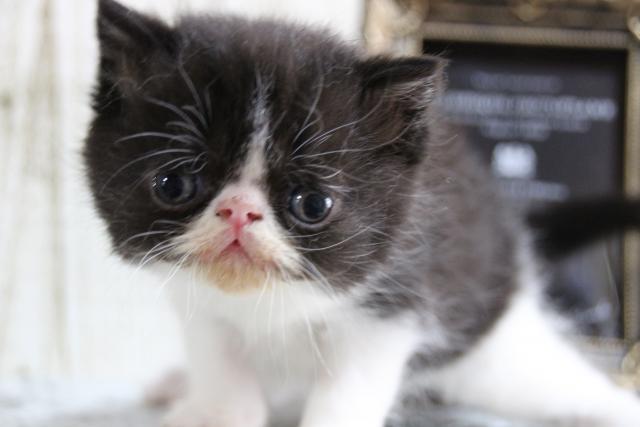 エキゾチックショートヘアー