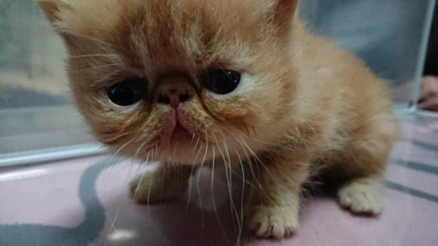 エキゾチックショートヘアー