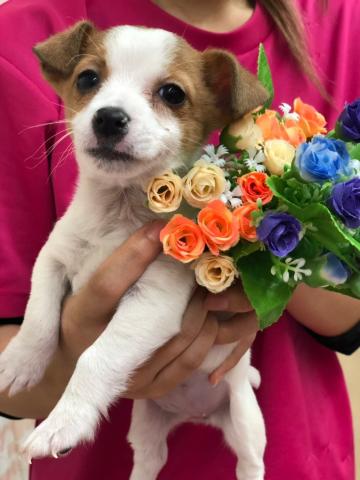 ジャックラッセルテリア