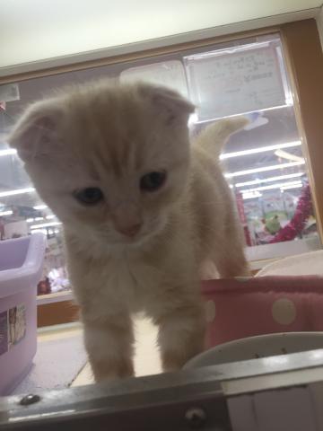 スコティッシュフォールド