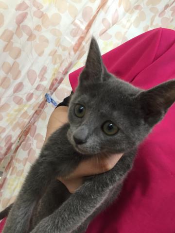 ロシアンブルー