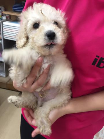 スタンダードプードル