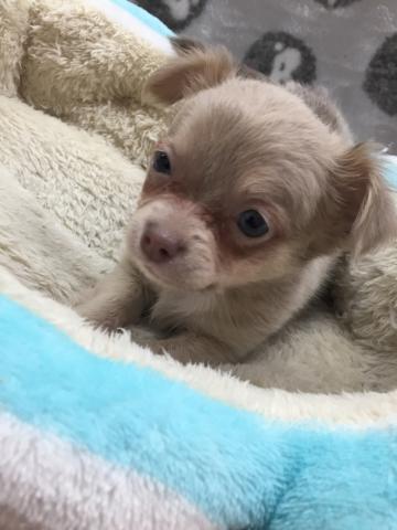 チワワ(ロングコート)