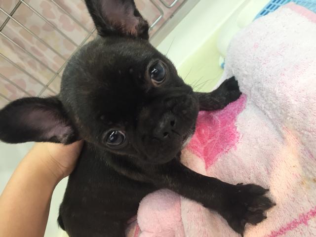 フレンチブルドッグ