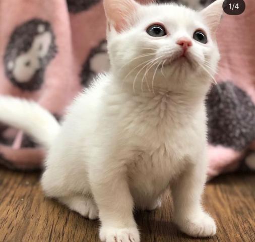 ミヌエット(旧ナポレオン)