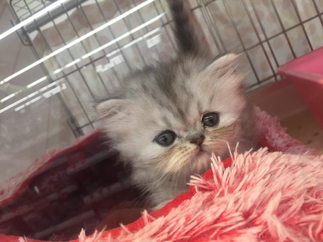 ペルシャ・ヒマラヤン