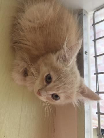 ノルウェージャンフォレストキャット