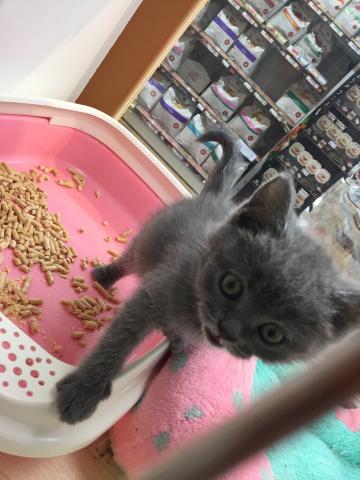 ブリティッシュショートヘア