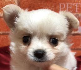 チワワ(ロングコート)💕小ぶりなチワくん💕今週の大特価17万円💕