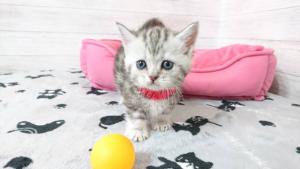 猫専門きゃってりーねこのにくきゅう