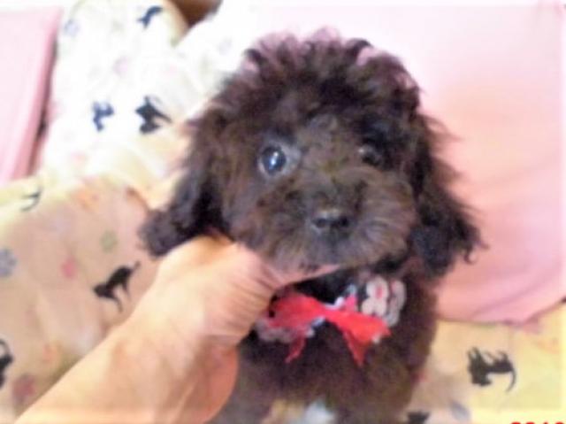 トイプードルタイニー小ぶり