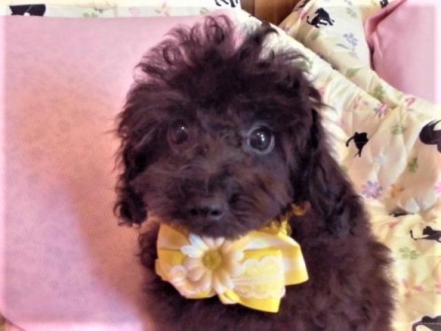 トイプードルタイニー小ぶり