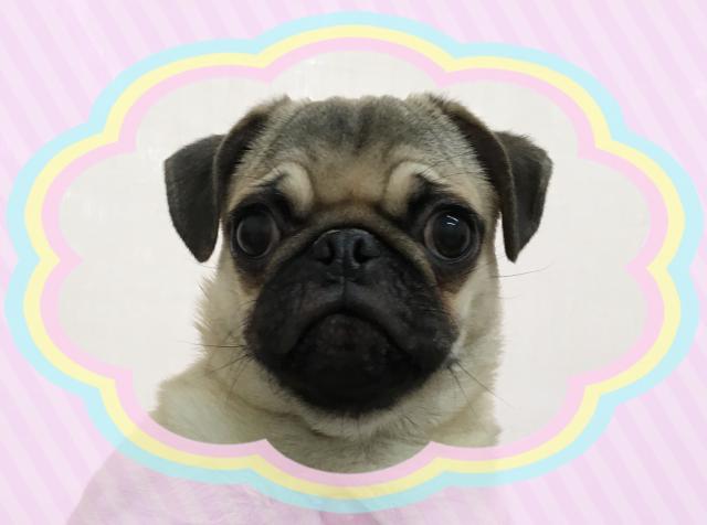 ディスワン相模大野店 神奈川県 子犬や子猫たちのペット販売情報が満載 ペットステーション