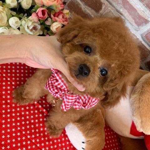 トイプードルタイニーSSS