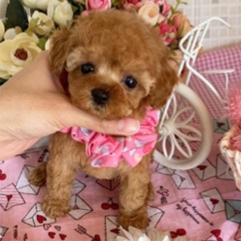 トイプードルティーカップ